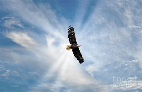 Majestic Bald Eagle Flying in the Clouds with sunrays Photograph by ...