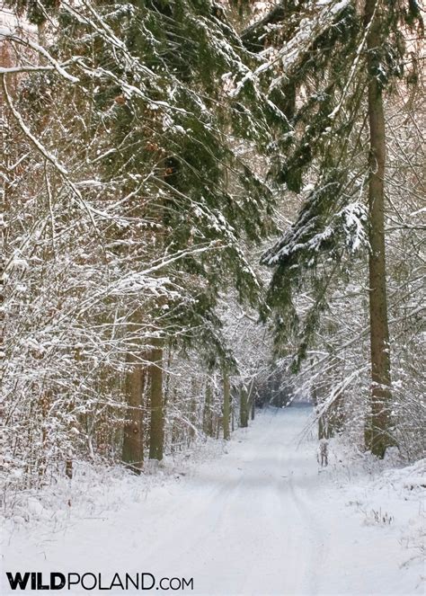 Winter Bison Safari & Wolf Tracking, Jan 2017 - Wild Poland