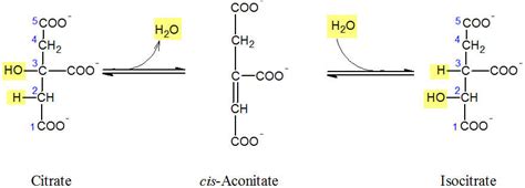 Krebs cycle step 2 - Proteopedia, life in 3D