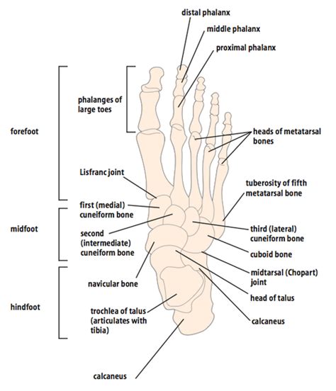 Tarsal Bone Diagram