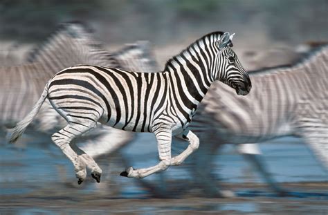 For Zebras on the Run, Stripes May Provide Protection | Zebras, Zebra, Animals