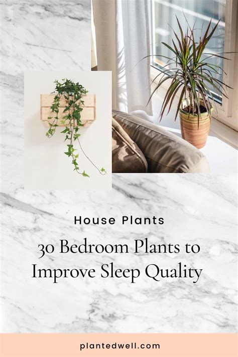 The Best Plants for in Your Bedroom to Improve your Sleep Quality ...