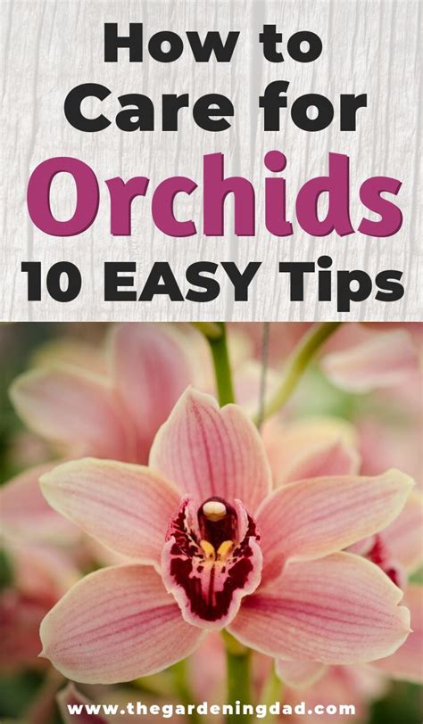 10 Easy Tips How Do You Care For Orchids - The Gardening Dad | Indoor orchids, Cymbidium orchids ...