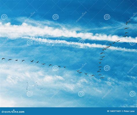 A Flock of Bird Flying in a V-shaped Formation Stock Image - Image of clouds, flock: 168371601