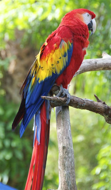 Jacksonville's Zoo | Jacksonville zoo, Zoo, Parrot