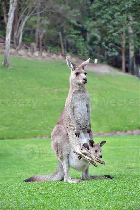 Cute Baby kangaroo Joey in Pouch 846810 Stock Photo at Vecteezy