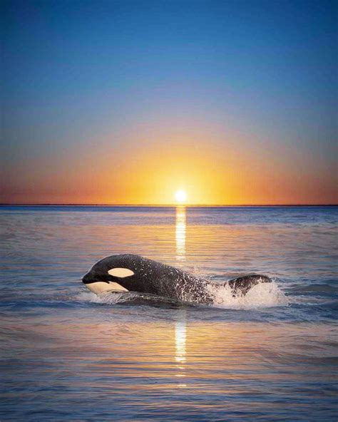 orca-sunset-marys-mark-photography-1-1 - WhatzViral