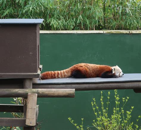 Red Panda, Shepreth Wildlife Park © Hugh Venables cc-by-sa/2.0 :: Geograph Britain and Ireland