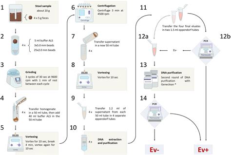 Frontiers A PCR-based Method For The Diagnosis Of, 41% OFF