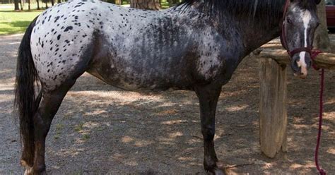 Blue Roan Appaloosa - Wow! | Equine Images | Pinterest | Blue roan, Appaloosa and Horse