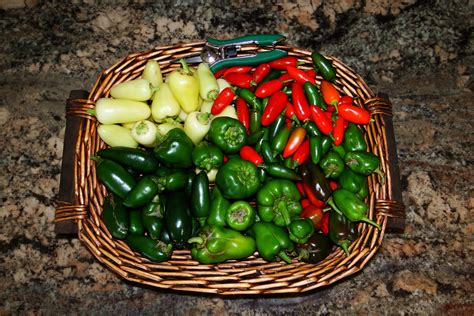 Alejandro Pepper Farm: Is this our last Pepper Harvest?