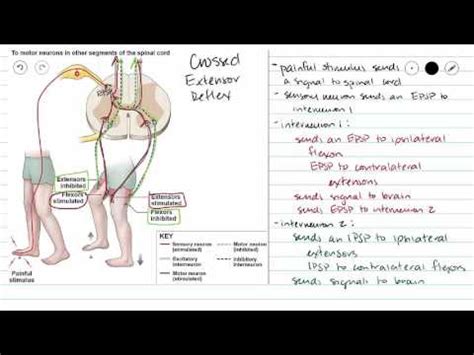 Crossed Extensor Reflex - YouTube