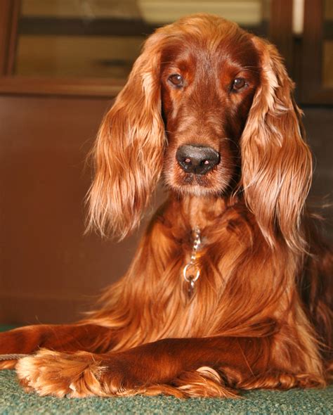 Irish Setter-Ginger Dog! | Perros y razas | Pinterest | Setter irlandés ...