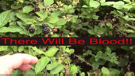 Blackberry Picking: Harvesting and Storing Wild Blackberries - YouTube