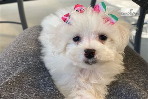 Maltese Puppy: Maltese puppy for sale near Chicago, Illinois. | db97baf2-1071