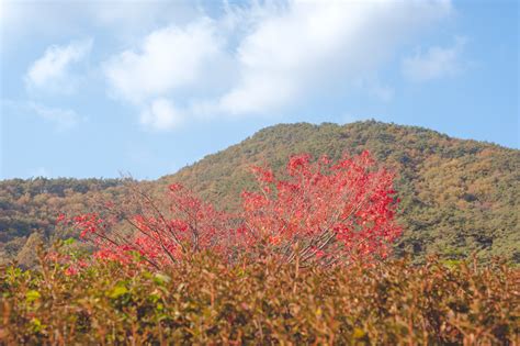 Where to see the Autumn/Fall Leaves in Korea 2015 — CityGirlSearching