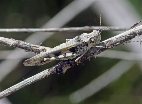 Pallid-winged Grasshopper (Trimerotropis pallidipennis) | Flickr