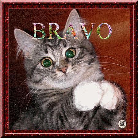 Chat ... bravo