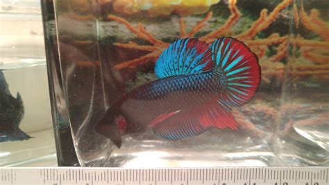 Giant Betta Fish