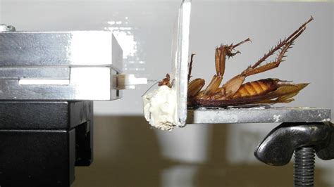 The extraordinary power of a cockroach bite, as explained by science