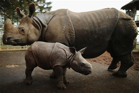 Baby rhino debuts in UK zoo - Photo 7 - Pictures - CBS News