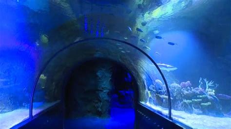 Billed as a World of Wonder, Shreveport Aquarium officially opens downtown | News | ktbs.com