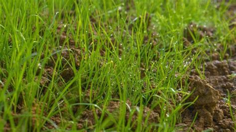 Waiting Game: How Long To Wait For Fescue Grass Seed Germination | Obsessed Lawn