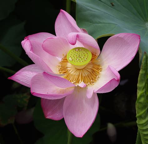 File:20100730 Lotus flower 6779.jpg - Wikimedia Commons