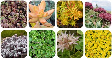 10 Sedum (stonecrop) Varieties to Grow As Ground Cover