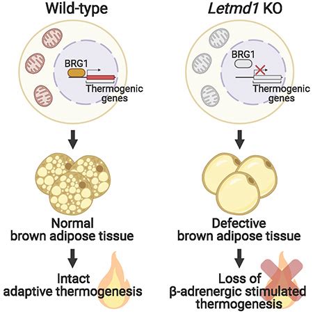 Can brown fat cells combat obesity? | Mirage News