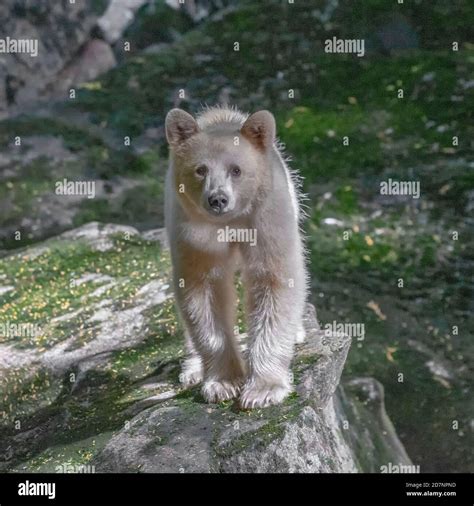 Spirit Bear Great Bear Rainforest British Columbia Stock Photo - Alamy