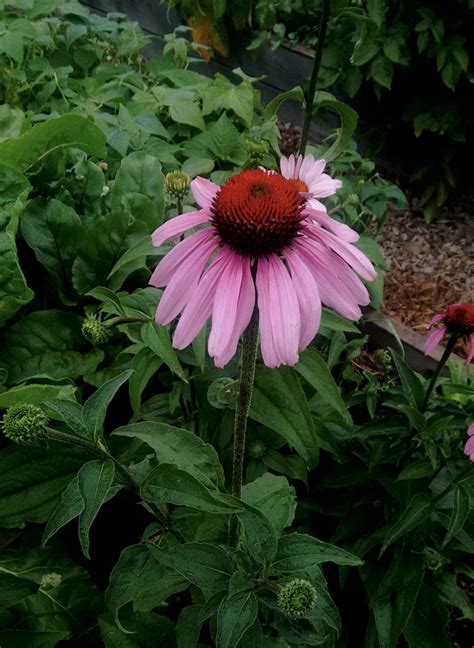 Echinacea purpurea 3