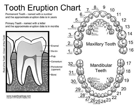 Printable Tooth Numbering Chart