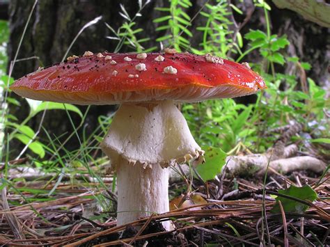 Psychedelic Mushrooms - Zimbio