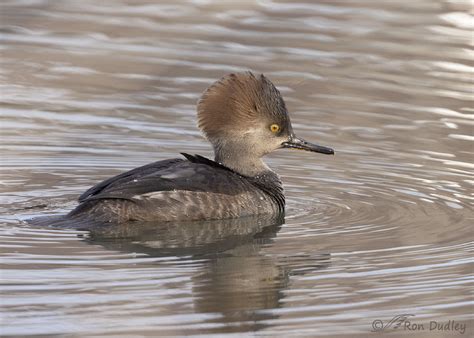 Female Hooded Merganser Yesterday Afternoon – Feathered Photography