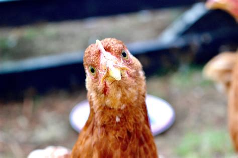 9 Big benefits of keeping chickens as pets — Woofpurnay Veterinary Hospital | Professional ...