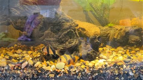 Baby Clown Loaches Feeding and Clicking - YouTube