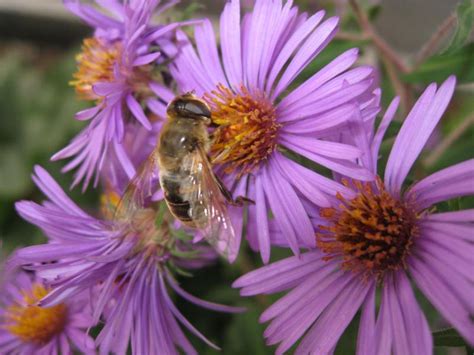 Flowers And Meanings: Aster Flower Picture And Meaning