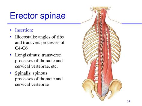 Erector Spinae Muscles Earth39s Lab