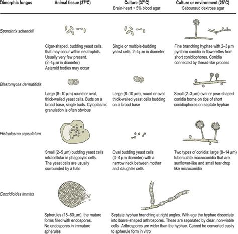 The dimorphic fungi | Veterian Key