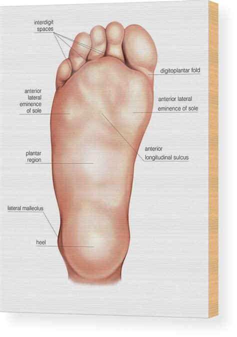 Anatomy Regions Of The Right Foot Wood Print by Asklepios Medical Atlas