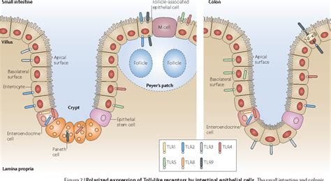 Toll-like receptor signalling in the intestinal epithelium: how bacterial recognition shapes ...