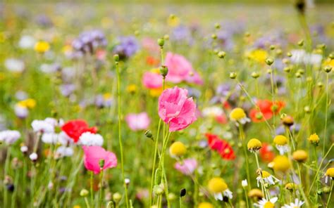 COMO CULTIVAR TUS FLORES DE VERANO - Floradeira