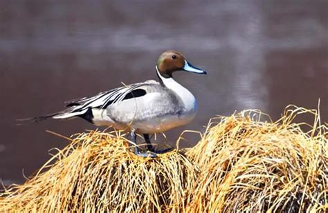 Pintail - Description, Habitat, Image, Diet, and Interesting Facts