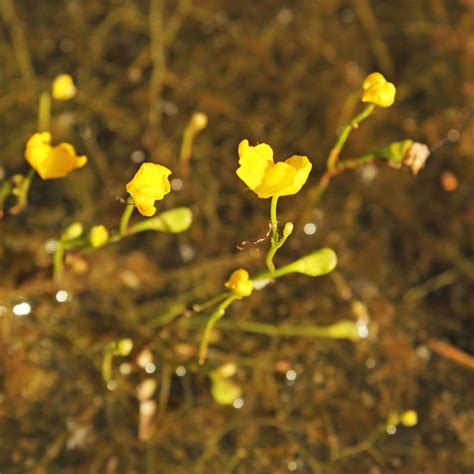 Plant Species Archives - Bernheim Arboretum and Research Forest