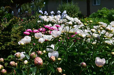 Adelman Peony Gardens (Salem, Oregon)