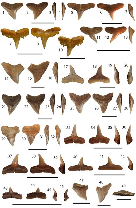 Carcharhiniformes II: Carcharhinus from the Chucunaque Formation. (1–4)... | Download Scientific ...