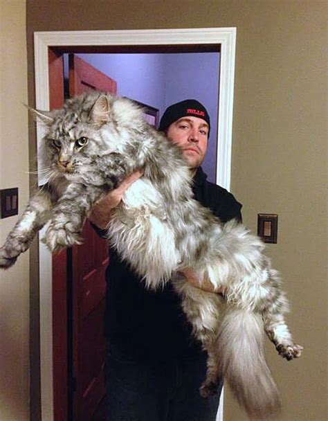 Giant Domestic Cat