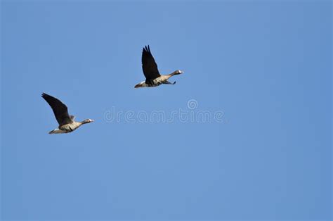 Pair of Greater White-Fronted Geese Flying in a Blue Sky Stock Image - Image of flight, goose ...