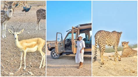 Nature and Wildlife Drive in Sir Bani Yas Island | Lady & her Sweet Escapes